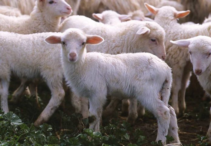 Agnello Tutela agnello di Sardegna