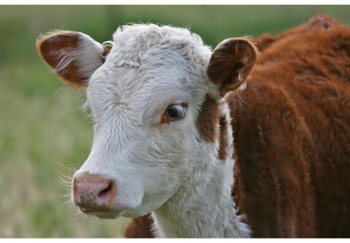 Benessere animale - Valutazione Strategia UE Benessere animale - Valutazione Strategia UE