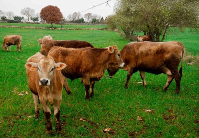 Emissioni Industriali - Esclusione allevamenti bovini da carne Emissioni Industriali - Esclusione allevamenti bovini da carne