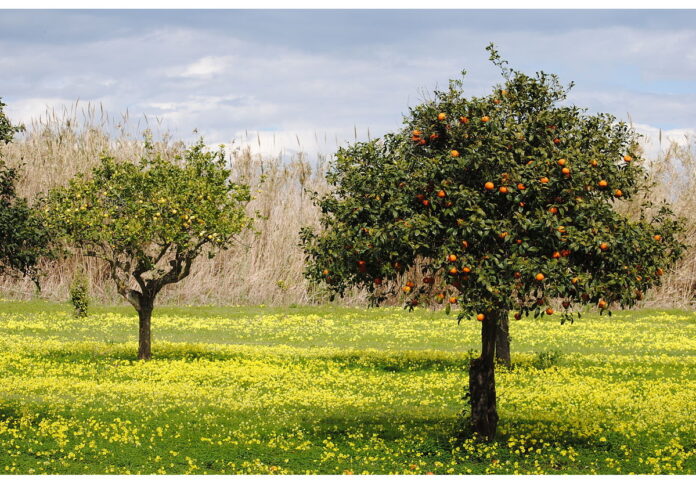 Confermata proroga termine di presentazione della Domanda Unica PAC al 15 giugno 2023 - Possibilità di integrazione fino al 10 luglio senza sanzioni Confermata proroga termine di presentazione della Domanda Unica PAC al 15 giugno 2023 - Possibilità di integrazione fino al 10 luglio senza sanzioni