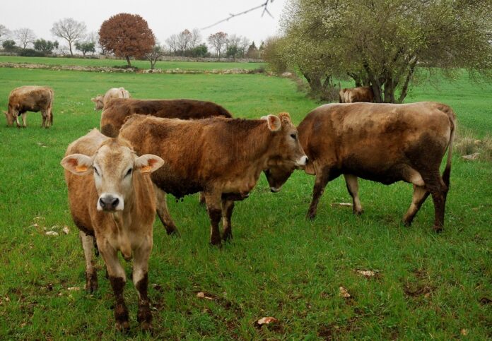 Bene progetto Legge per tutelare le denominazioni di vendita della carne e prodotti Bene progetto Legge per tutelare le denominazioni di vendita della carne e prodotti