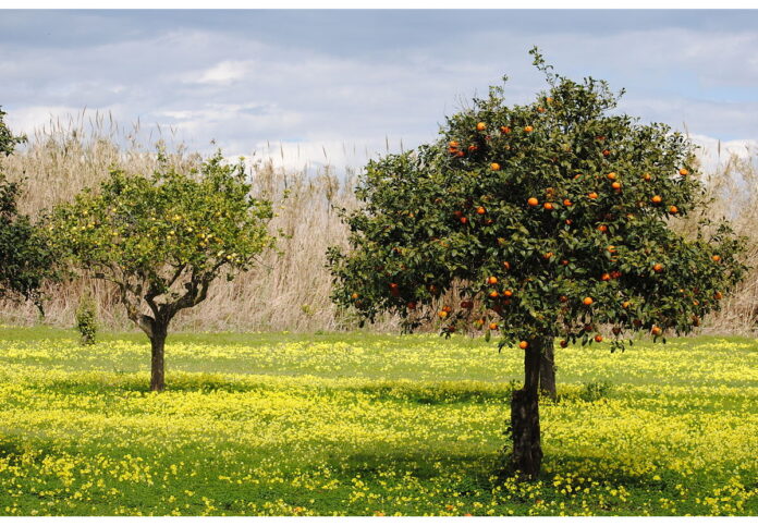Prospettive UE a breve termine dei mercati agricoli - Estate 2023 Prospettive UE a breve termine dei mercati agricoli - Estate 2023