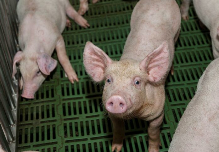 Export prodotti suini verso USA - Piano Sorveglianza 2024 per ricerca Listeria e Salmonella Export prodotti suini verso USA - Piano Sorveglianza 2024 per ricerca Listeria e Salmonella