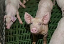 UNICEB – PSA: Misure di sostegno al settore suinicolo insufficienti UNICEB - PSA: Misure di sostegno al settore suinicolo insufficienti