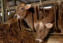 Dermatosi bovina Francia – Comunicato ufficiale di chiusura delle esportazioni di bovini vivi Dermatosi bovina Francia - Comunicato ufficiale di chiusura delle esportazioni di bovini vivi