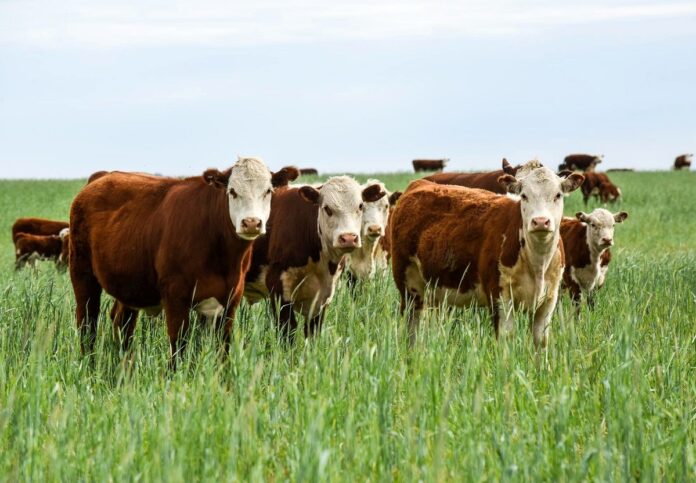 Regolamento EUDR - Commissione aggiorna elenco prodotti (inserimento lingue bovine e esclusione pelli bovine) e il sistema informativo Regolamento EUDR - Commissione aggiorna elenco prodotti (inserimento lingue bovine e esclusione pelli bovine) e il sistema informativo