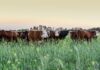 Contingente di importazione di carni bovine congelate per trasformazione – Regime B Contingente di importazione di carni bovine congelate per trasformazione - Regime B - Aggiornamento disponibilità