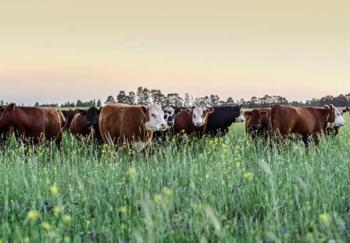 Contingente di importazione di carni bovine congelate per trasformazione - Regime B - Aggiornamento disponibilità Contingente di importazione di carni bovine congelate per trasformazione - Regime B - Aggiornamento disponibilità