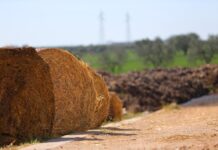 Circolare AGEA – Organismo Pagatore – in materia di condizionalità rafforzata Circolare AGEA - Organismo Pagatore - in materia di condizionalità rafforzata - Anno 2026