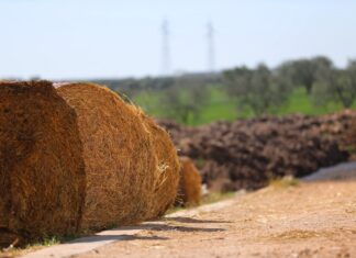 Circolare AGEA – Organismo Pagatore – in materia di condizionalità rafforzata Circolare AGEA - Organismo Pagatore - in materia di condizionalità rafforzata - Anno 2026