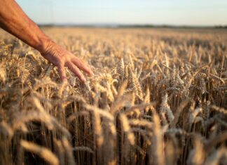Rapporto CREA commercio estero prodotti agroalimentari: export da record, ma non bisogna abbassare la guardia Rapporto CREA commercio estero prodotti agroalimentari: export da record, ma non bisogna abbassare la guardia