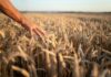 Report attività ICQRF su controlli nel settore agroalimentare Report attività ICQRF su controlli nel settore agroalimentare – Anno 2025