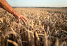 Report attività ICQRF su controlli nel settore agroalimentare Report attività ICQRF su controlli nel settore agroalimentare – Anno 2025